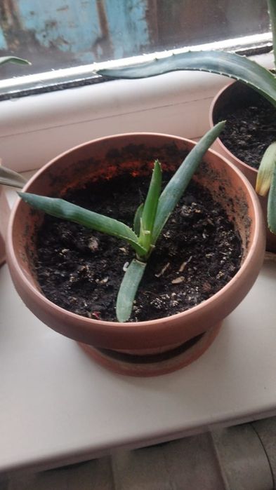 Алое вера для лечение