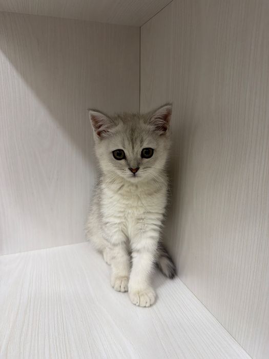 Scottish folf девочка продаю