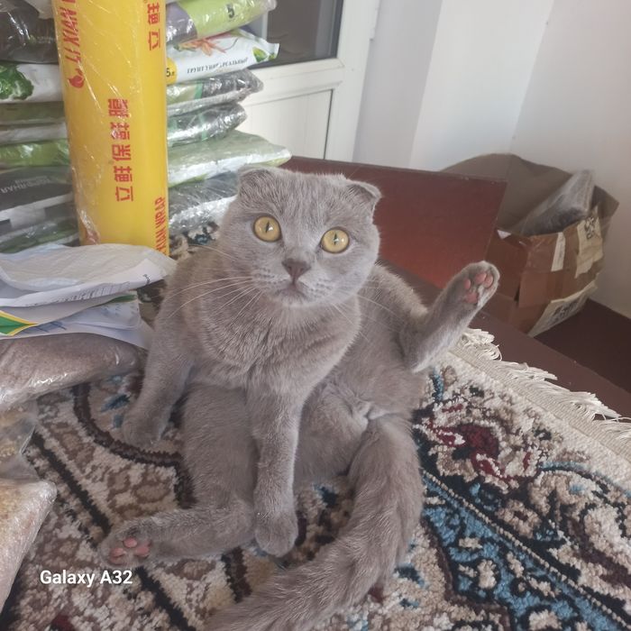 Скотиш фолд девочка лиловая