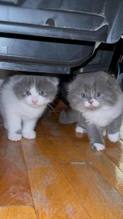 Британский скоттиш фолд