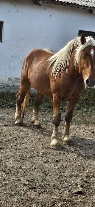 Armăsar comtois 3 ani