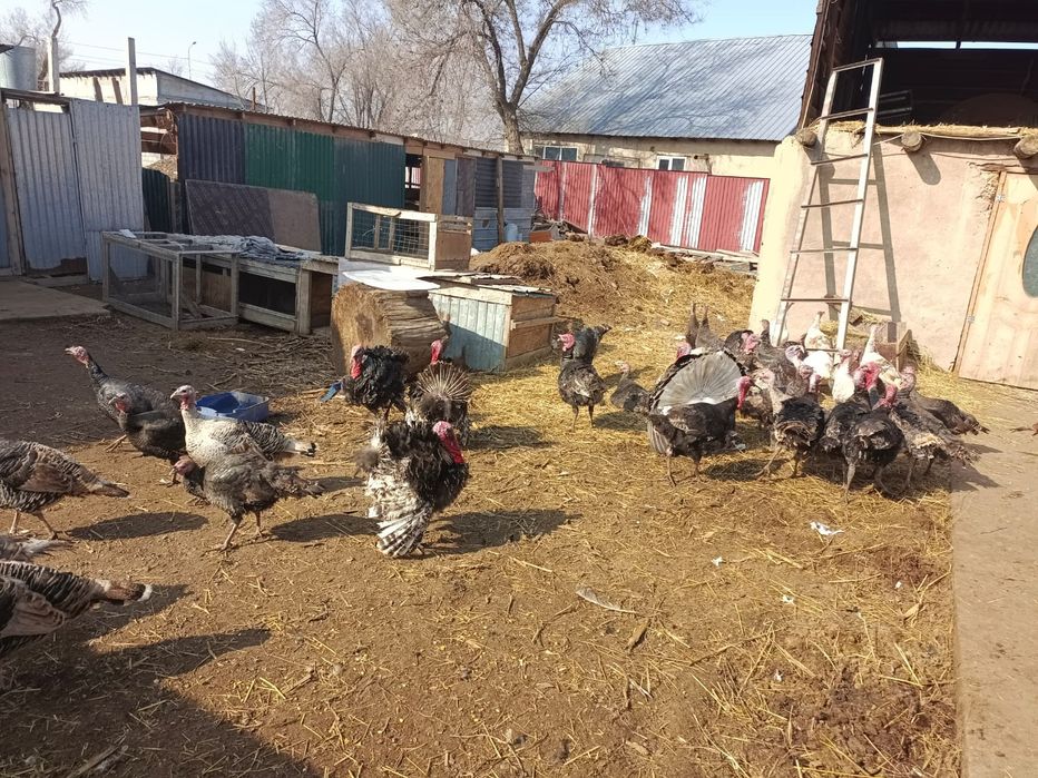 Үндіктер сатылады жақсы бағадан