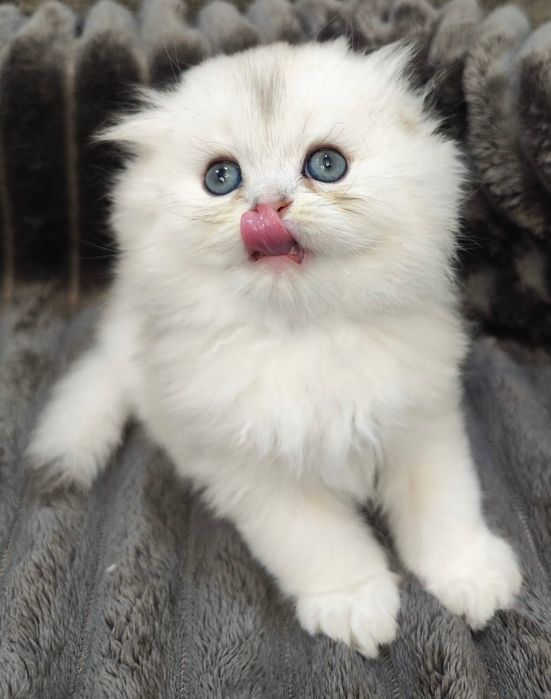 Puiuț Scottish Fold alb superb