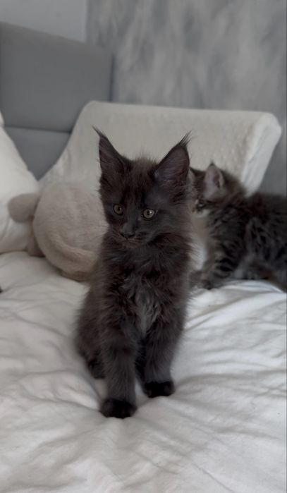 Котята породы Мейн-кун