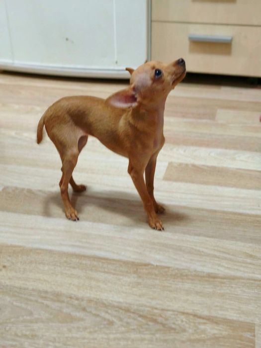 Женски мини чихо пинчер – ваксинирано с паспорт