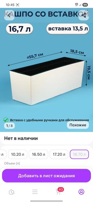 Большая сансевиерия