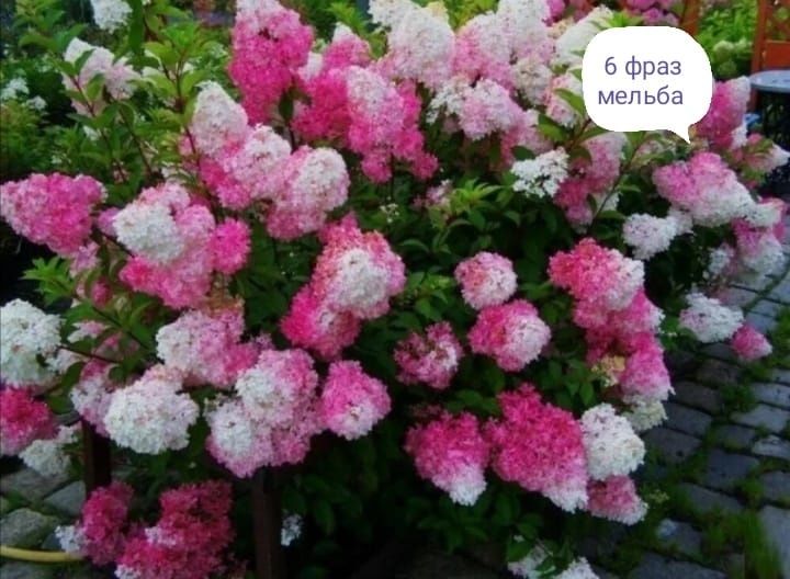 Продам Гортензии
