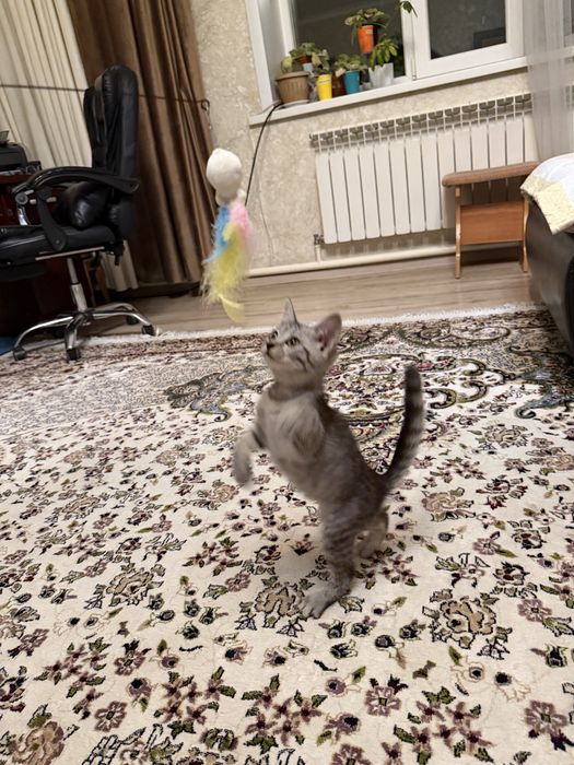 Отдам даром котенка