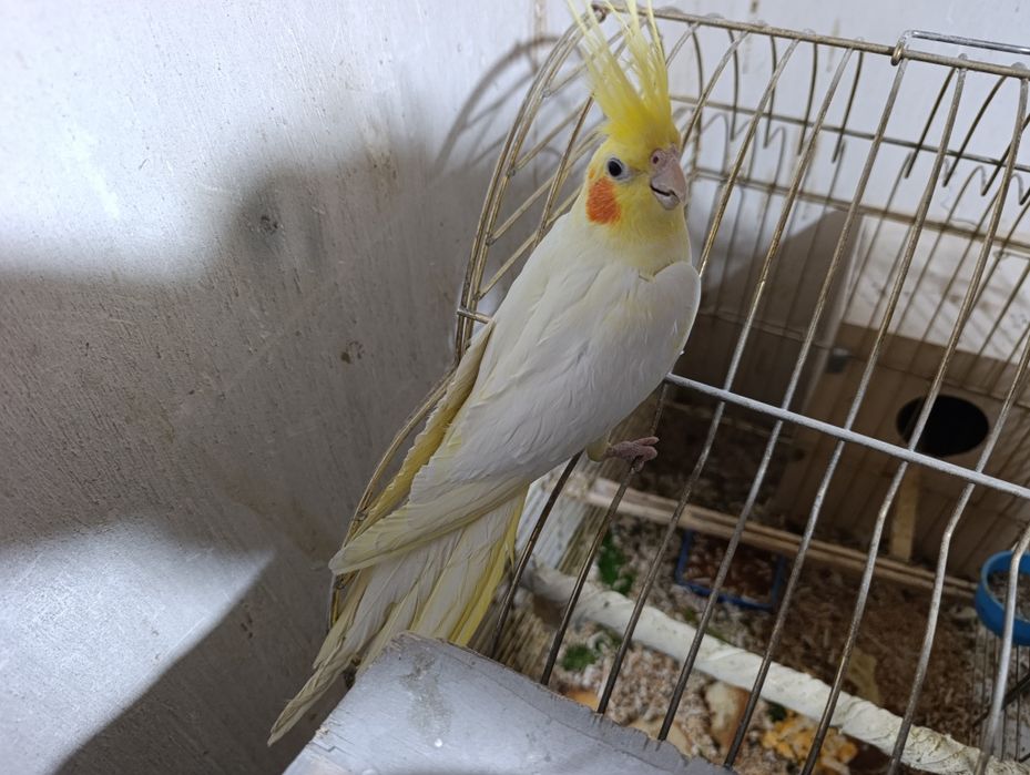 Птица карелла самкакуп вакт уча олади ва кулга ушаса тишламайди