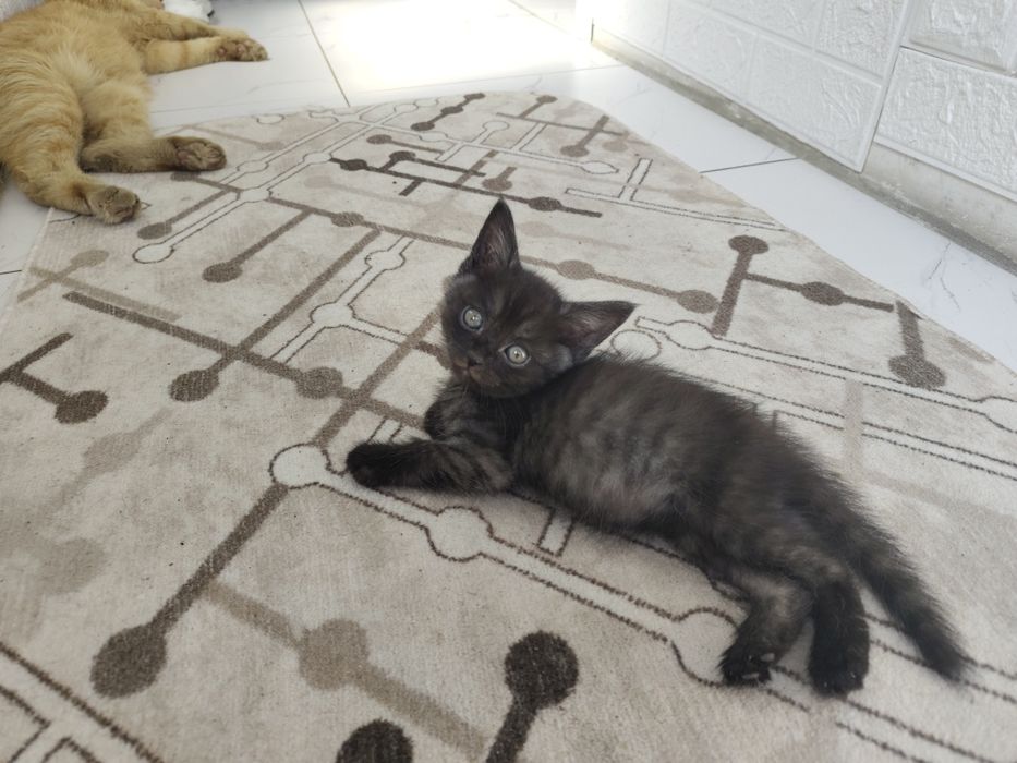 Продам шотландского котика 2 месяцев