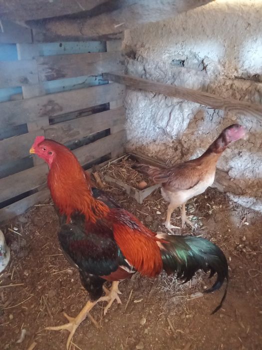 Бойтцовый қораз мекен сатылады