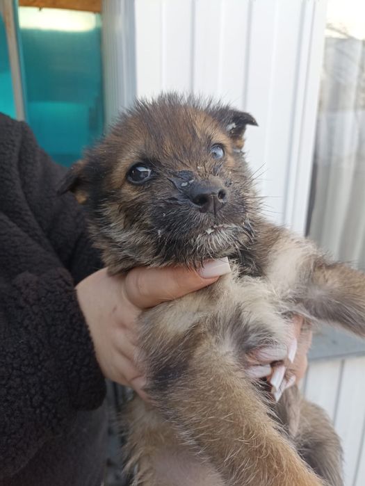 Щенята бесплатно