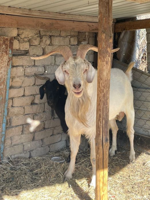 Орыс Теке сатылады