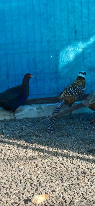 Mascul fazan regal de un an