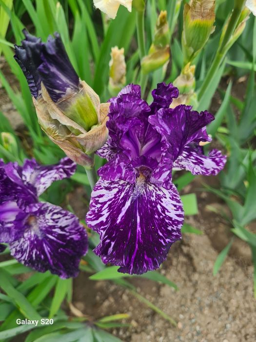 Продаются Сортовые Ирисы