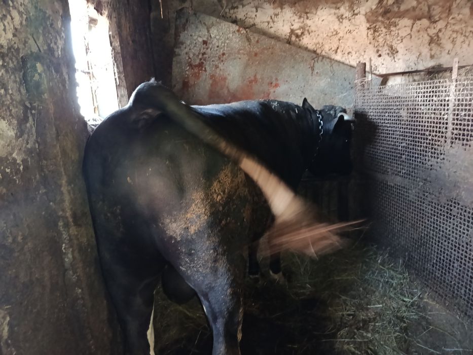 Продается бык на племя