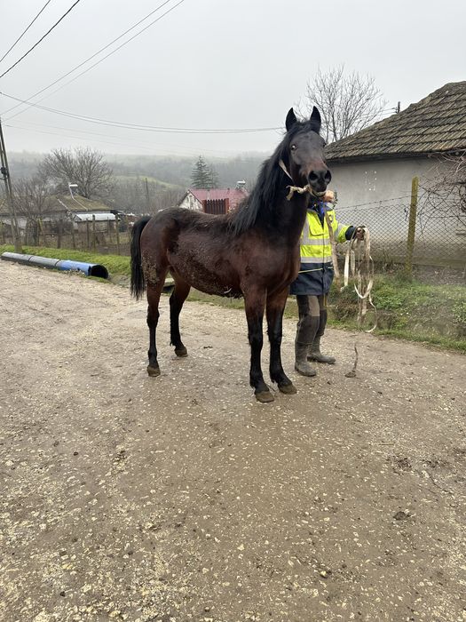 Vand cai 1 an jumate