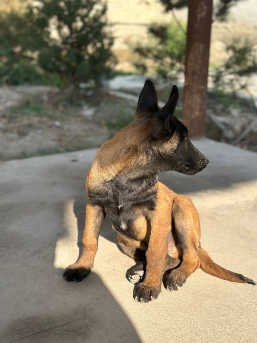 Бельгийская овчарка