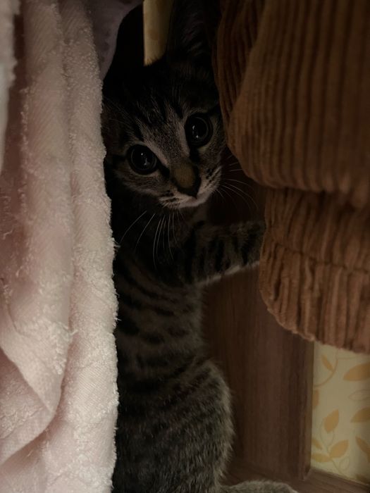 Котенка отдадим даромй