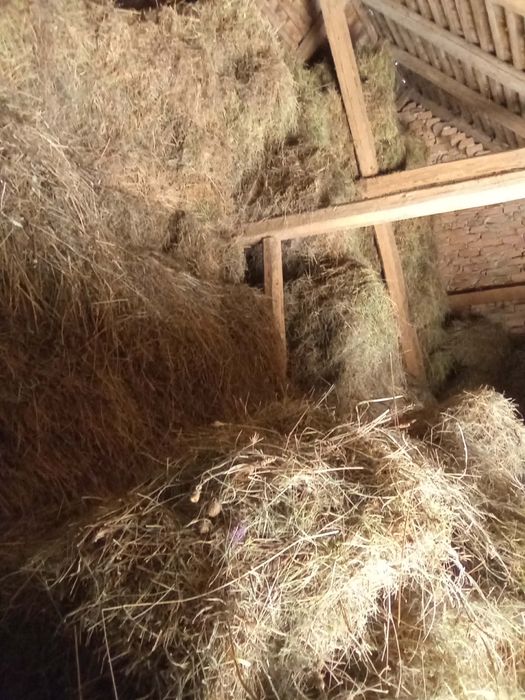 Vând baloti de lucernā, otavā sí fân 20