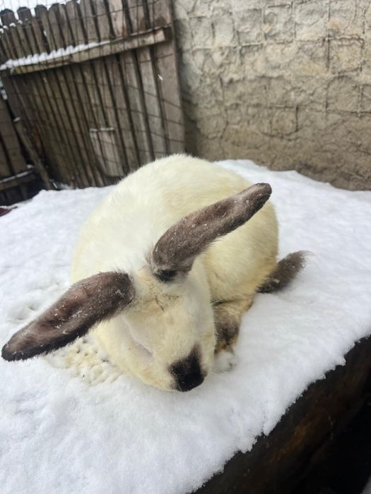 Vand iepuri urias de transilvania