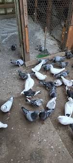 Vând porumbei voiajori