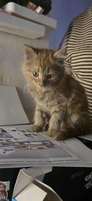 Котенок! У лотку приучен