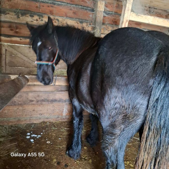 Vând Manz 1 an și 6 luni