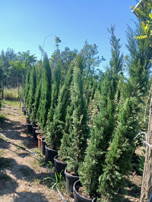 Cupressus toscana 2m 2m30
