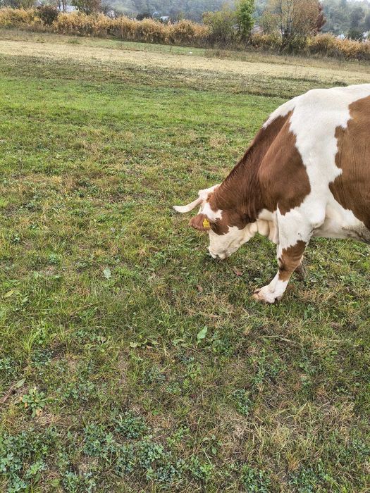 Vaca Baltata Romaneasca