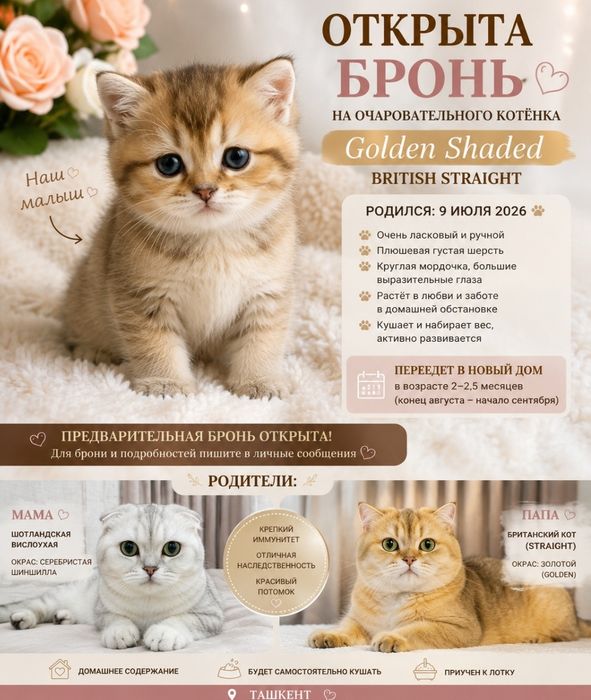 Открыта бронь на очаровательного котёнка