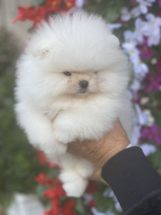 Померан мини