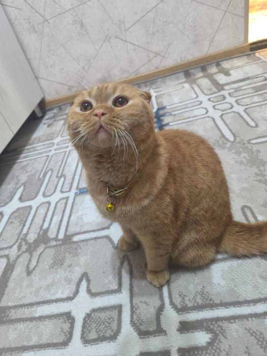 Продаётся Кошка мужик