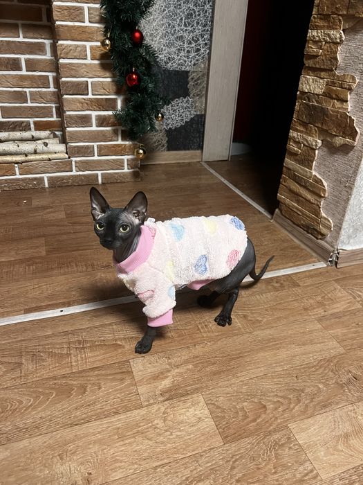 Кошечка сфинкс ищет кота сфинкса для вязки.