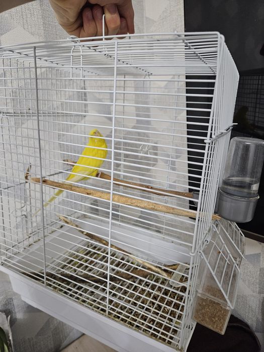 Волнистый попугайчик с клеткой