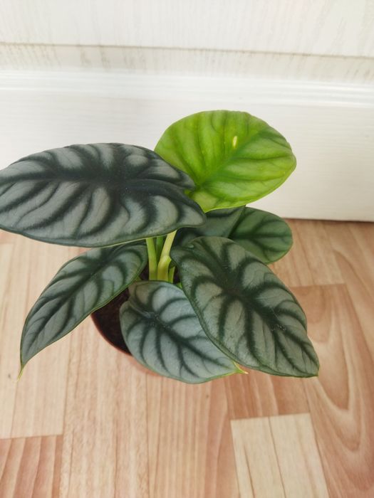 Комнатные цветы продам