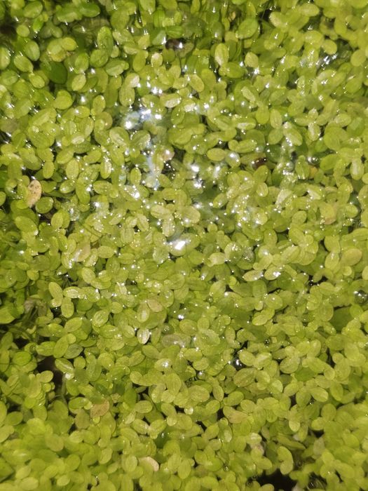 Ряска аквариумное растение