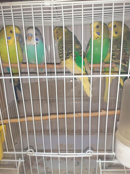 Канарейка попугай сотилади оптом арзон срочно