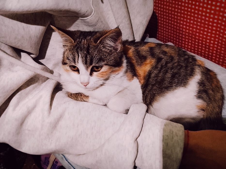 Отдам котят бесплатно