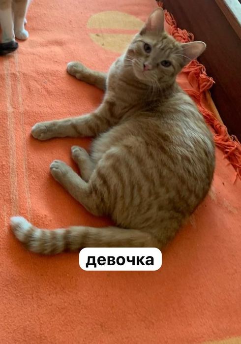 котята и взрослые кошки/коты