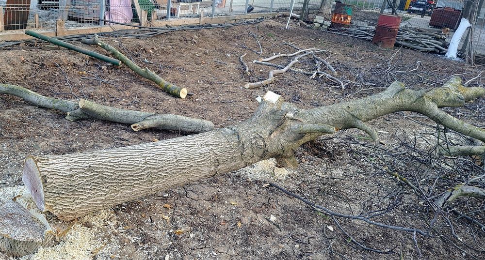 Vand trunchi / lemn de nuc