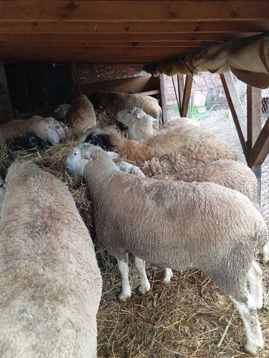 Продавам млад коч