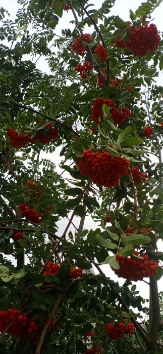 Продам цветы  многолетники