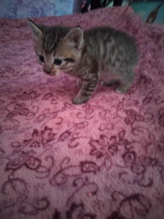 Два мальчишки в добрые руки