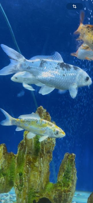 Карп кой рыбы для пруда и аквариума