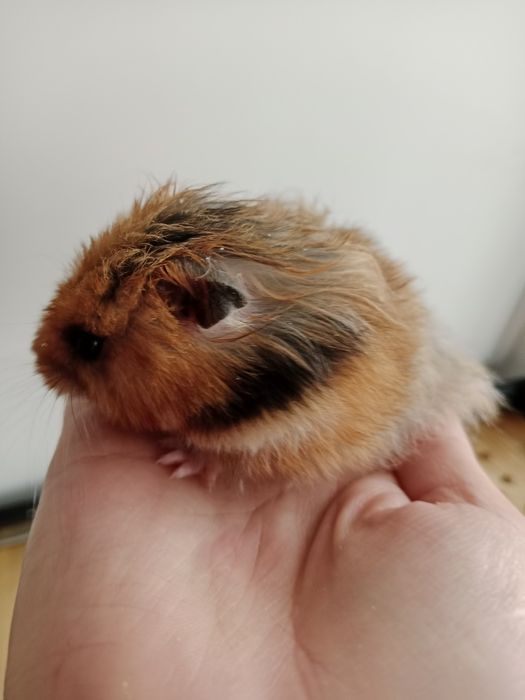 Дарю ручного хомячка