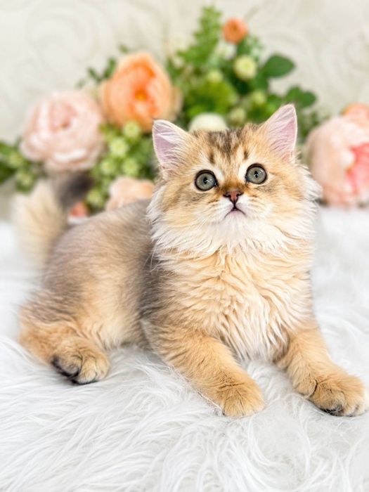 Продается кот окрас золотистая шиншилла