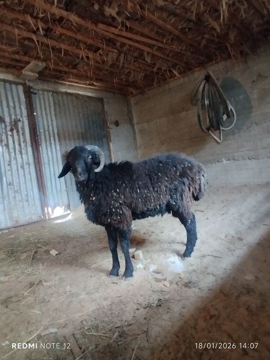 Tagal barra sotiladi yeb ichishi zor