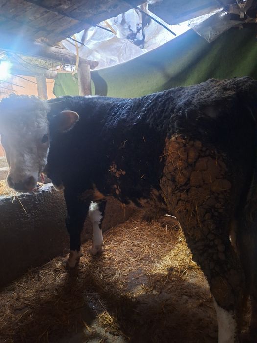 3 бас букалар сатылады