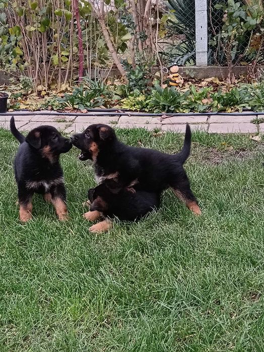 Страхотни малки НОК